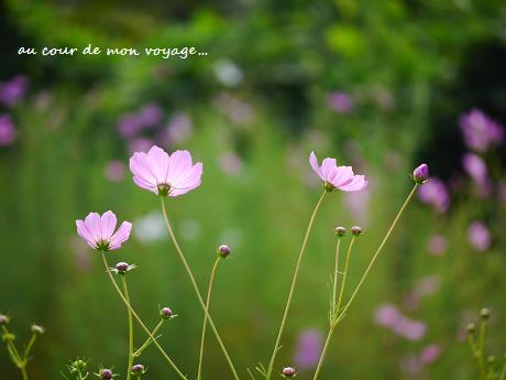 旅先の心潤す、初秋の花たち・・・♪_c0098807_21211730.jpg