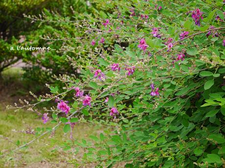 旅先の心潤す、初秋の花たち・・・♪_c0098807_2151814.jpg