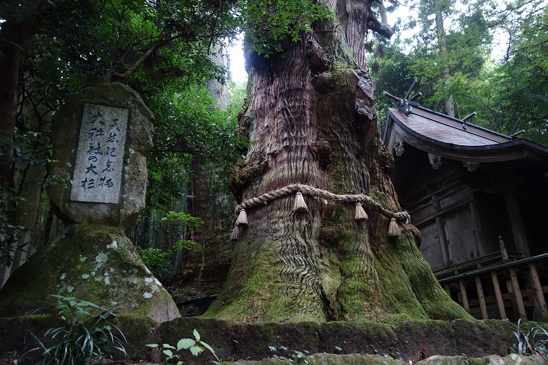 湯布院にある大杵社の大スギ（大杉）_d0116009_1254967.jpg