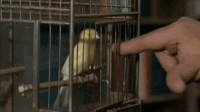 8/31(日)公演 平野貴俊氏寄稿(その1)_c0050810_752432.gif