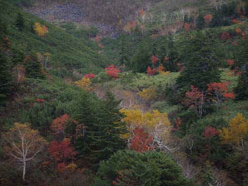 十勝岳温泉付近も紅葉が素敵です。_f0096216_09144901.jpg