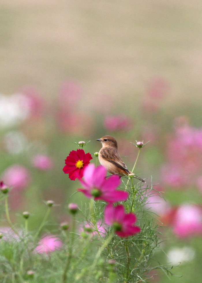 続 お花とノビタキさん_a0258117_23541086.jpg