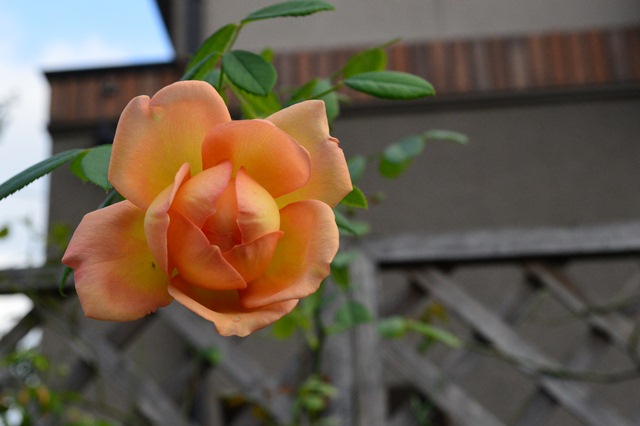 d0096422_1735740.jpg