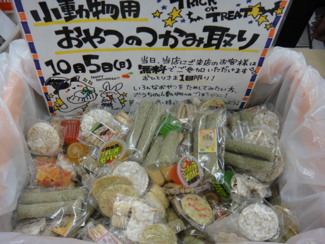 141003 ハムスター・ラット_f0189122_17235827.jpg