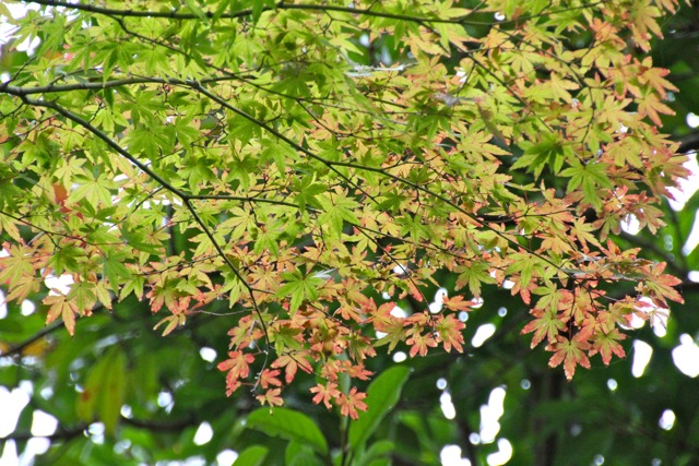 【寿福寺】鎌倉散歩 part 4_f0348831_08071231.jpg