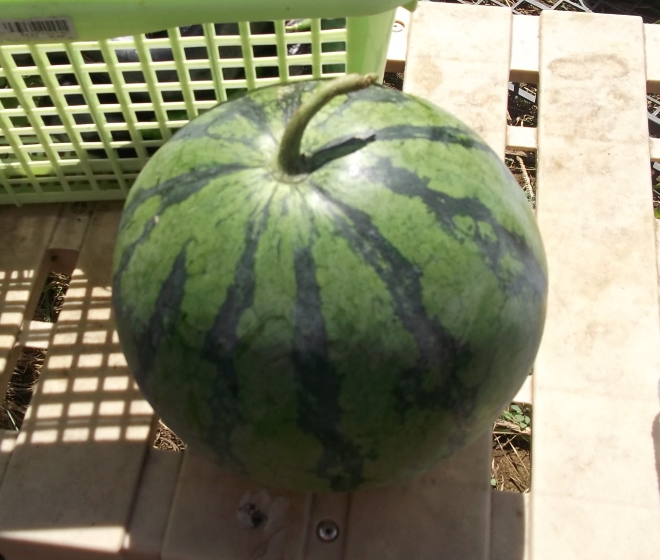 スイカをたべたら..夏が終わりました。_b0137932_14553372.jpg
