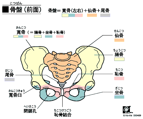 体が硬い人にはこの施術〜ある日の施術より〜_e0073240_23491064.gif