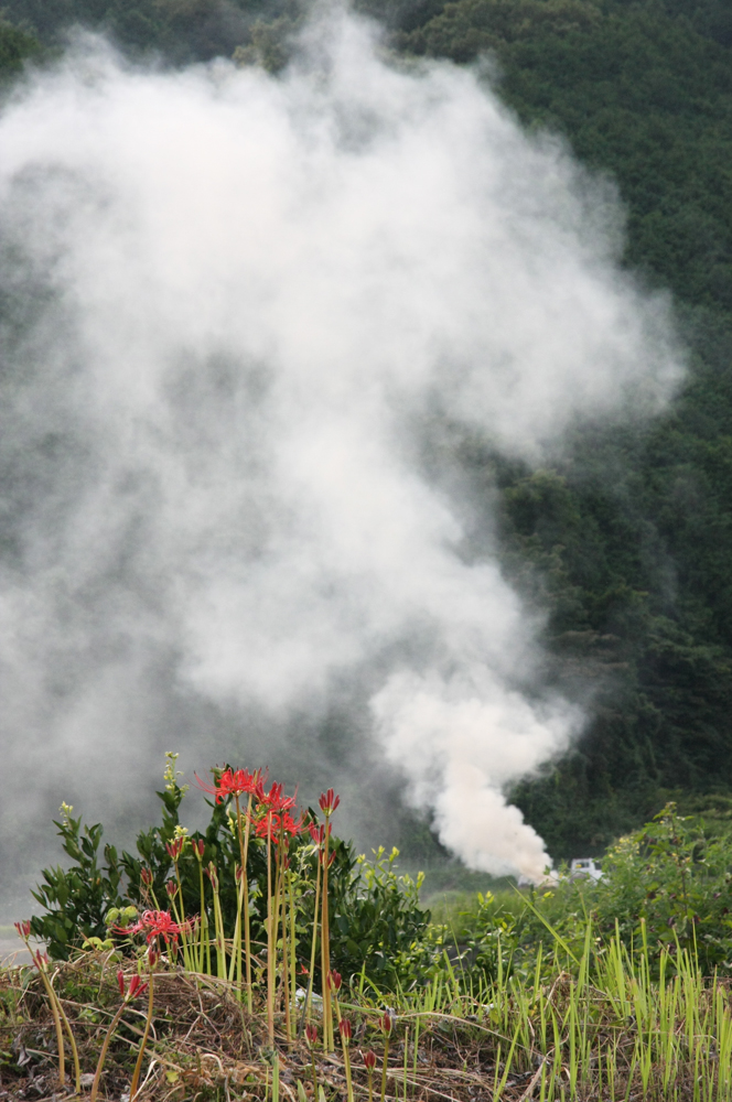 葛城市　寺口　彼岸花_c0108146_1971529.jpg