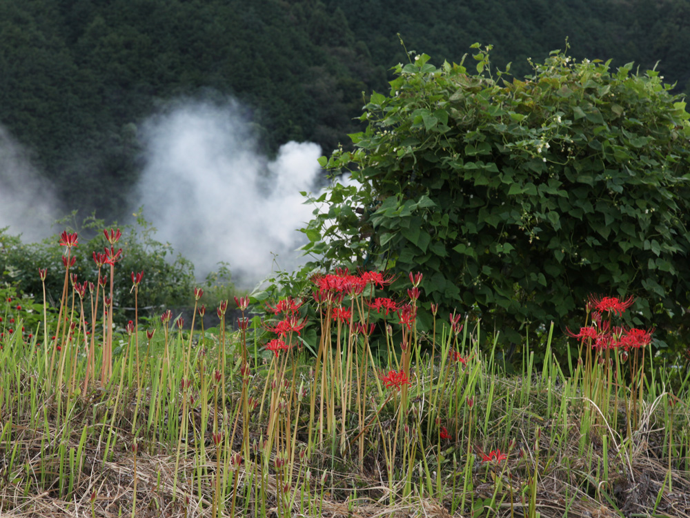 葛城市　寺口　彼岸花_c0108146_1973335.jpg