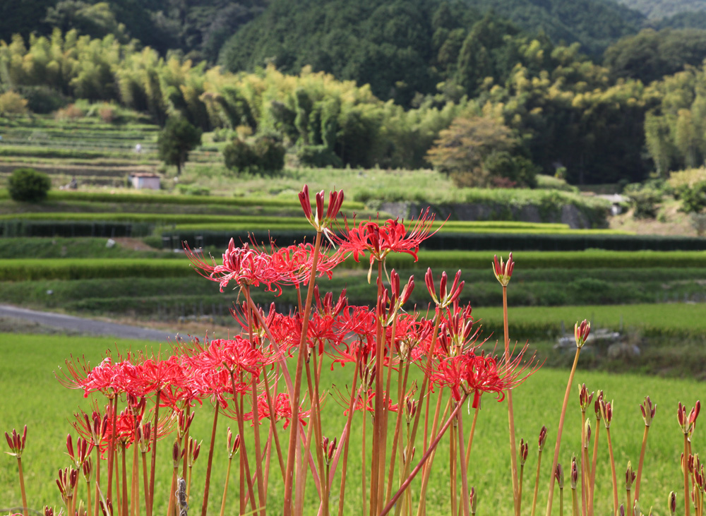 葛城市　寺口　彼岸花_c0108146_1975644.jpg