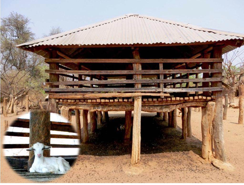 ヤギの家 ザンビア日記 Miyoshi Zambia いま日本