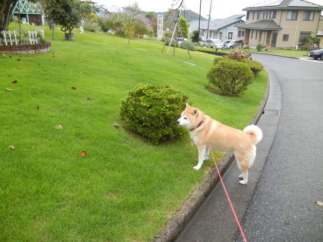 ’14,10,3(金)愛ちゃんと歩いた散歩道!_f0060461_1192230.jpg