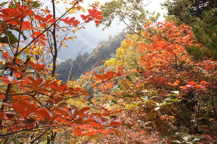 黄葉の天狗原山（2197ｍ）_a0210562_13555300.jpg