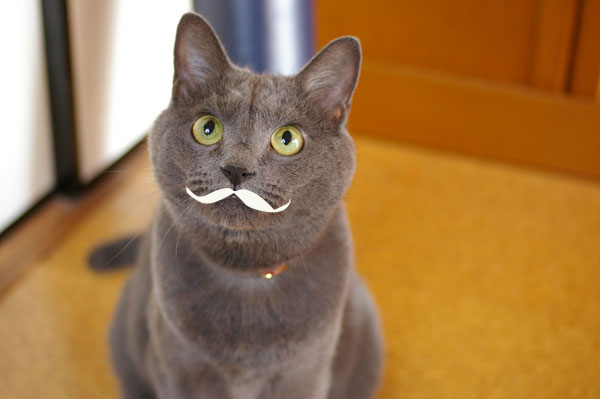 ひげねこ ゴマグリモナカ ひげねこ ゴマグリモナカ