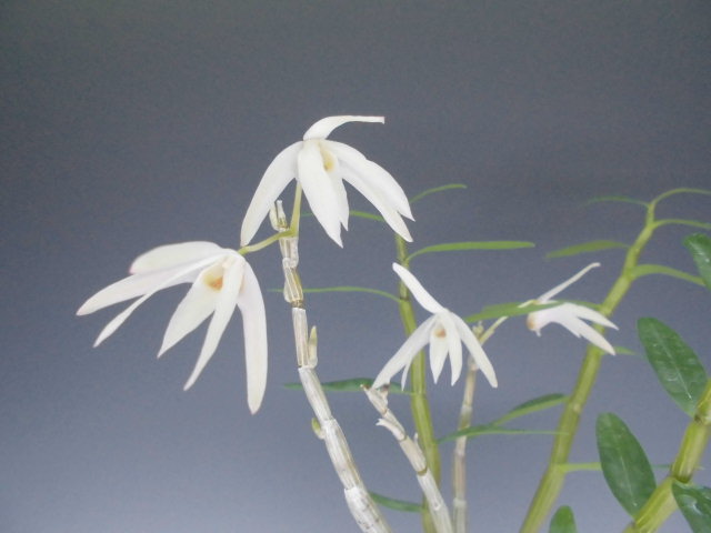 セッコク時期外れの開花 ｄｒｅａｍ ｇｒａｓｓｅｓ