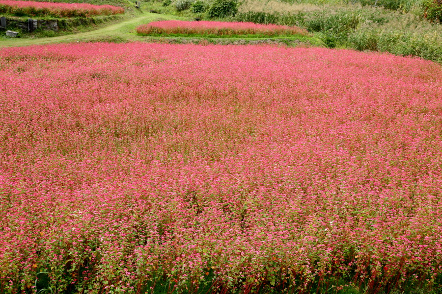 赤いソバの花_e0096372_14055144.jpg