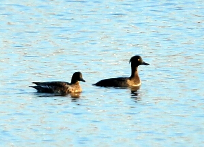 冬鳥たちの飛来シリーズ～キンクロハジロ～_d0262476_6132040.jpg