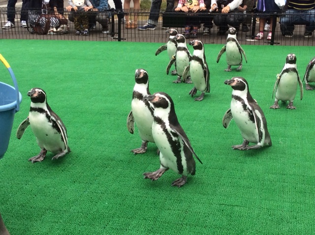 越前松島水族館_a0118079_20140251.jpg