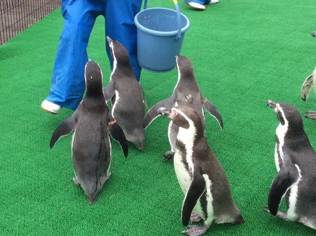 越前松島水族館_a0118079_20165054.jpg