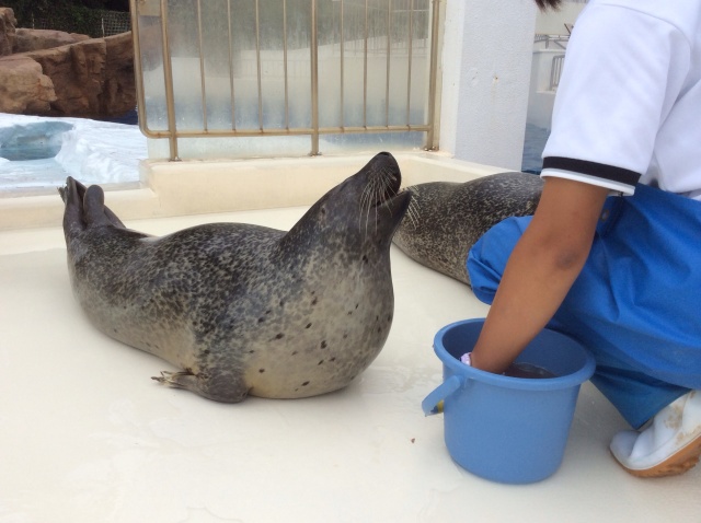 越前松島水族館_a0118079_20175899.jpg