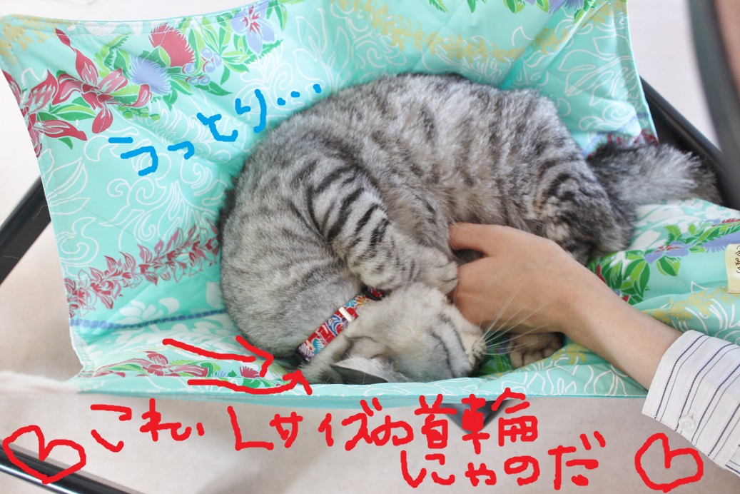☆NEW☆ぼるコレ☆_c0245679_14112146.jpg