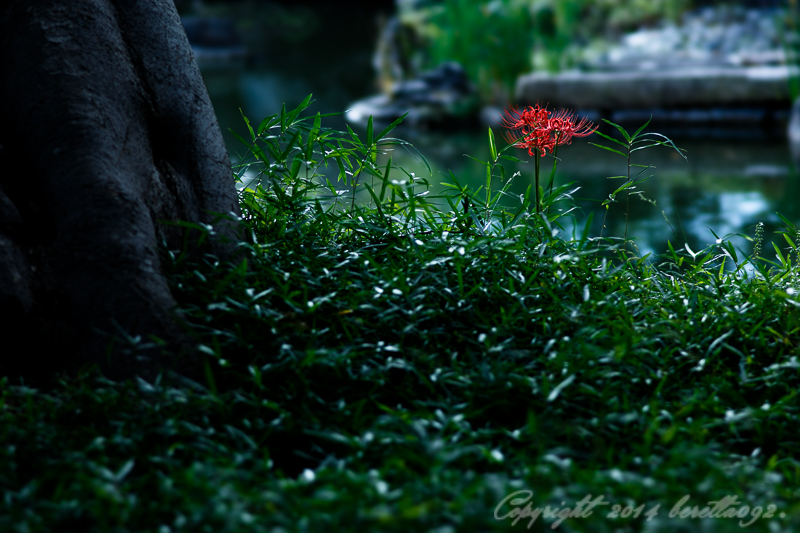 彼岸花　都内某所_f0346982_23120587.jpg