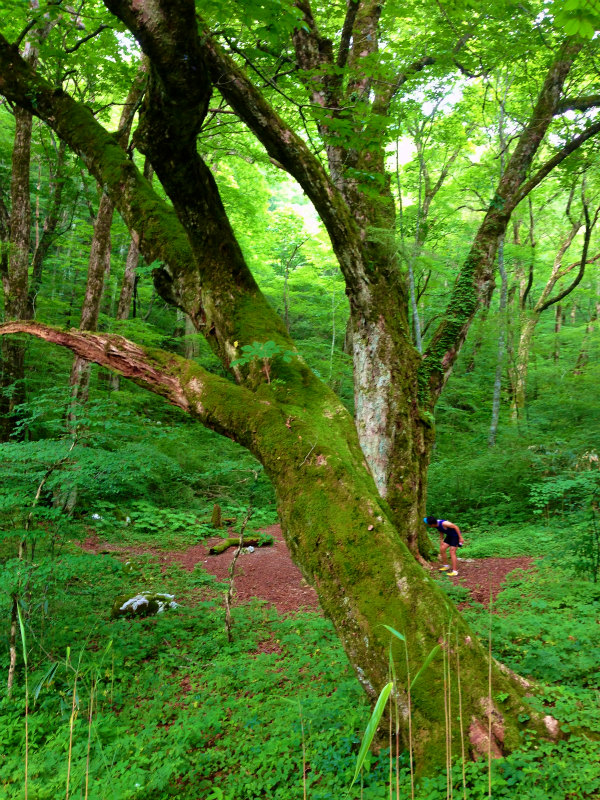 高知トリップ Day.1ー天狗高原ー 2014/07/02-03_b0220886_1034368.jpg