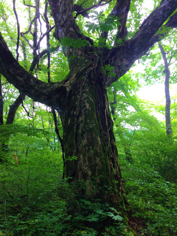高知トリップ Day.1ー天狗高原ー 2014/07/02-03_b0220886_1034556.jpg