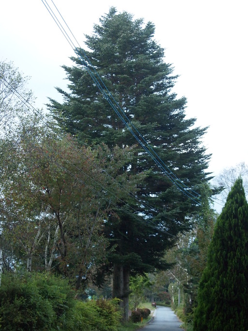 e0008887_9225636.jpg
