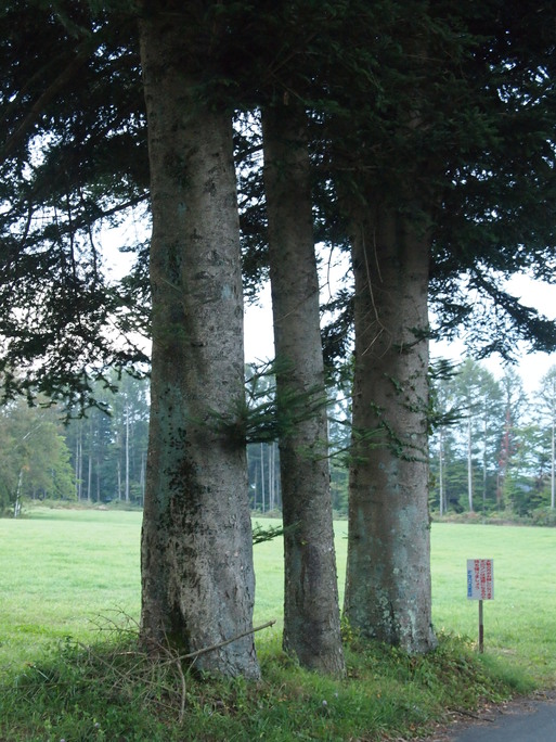 e0008887_9253276.jpg