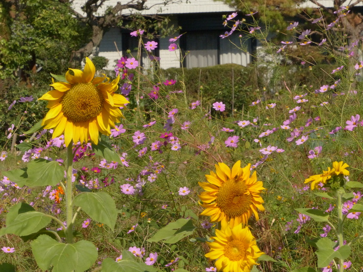 c0324393_2022281.jpg
