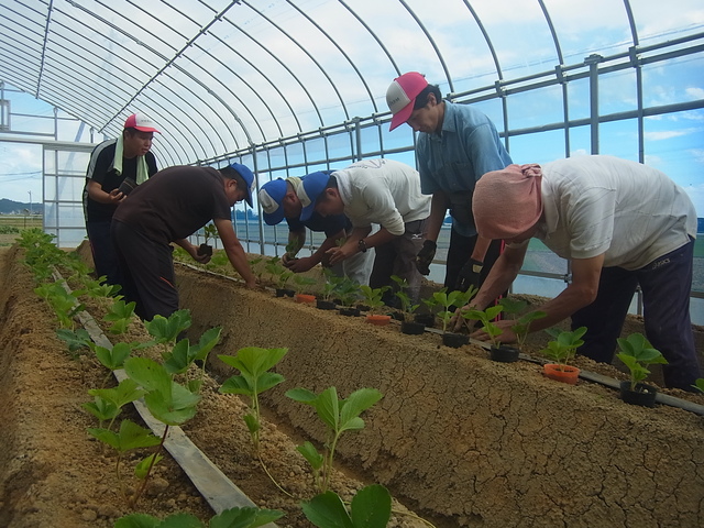 イチゴ新品種 真紅の美鈴 定植作業とコイン精米所掃除 ジョブファーム活動ブログ