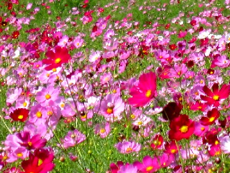 a0040103_21495356.jpg