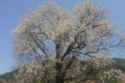 Apricot blossom_e0072703_10211969.jpg