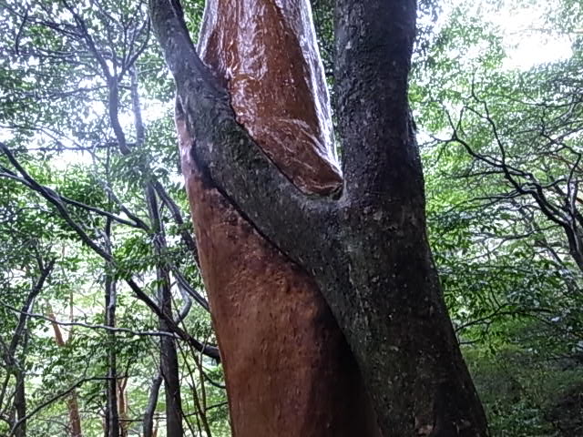 c0093205_15202846.jpg