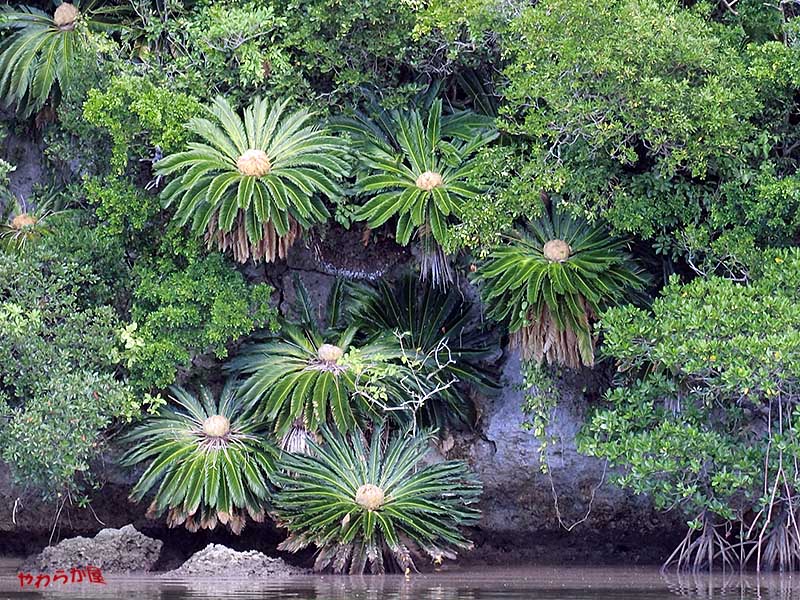 ＭＡＮＧＲＯＶＥ_b0134907_9423036.jpg