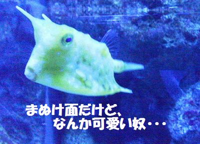 水族館には変な顔がいっぱい_e0234016_19343035.jpg