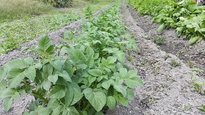 お野菜たち_a0279022_14160753.jpg
