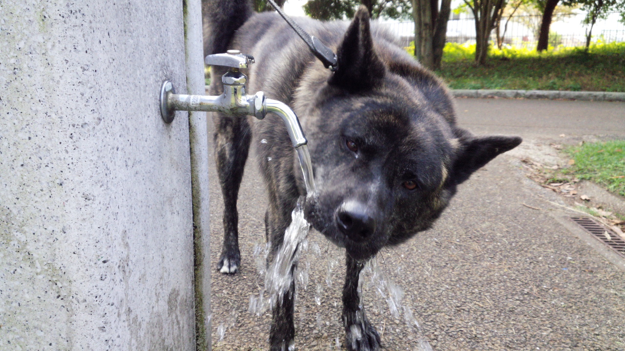 小さな秋見つけた♪_b0219626_12313442.jpg