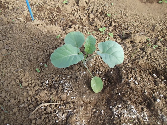 キャベツ苗植えて..._b0137932_211162.jpg