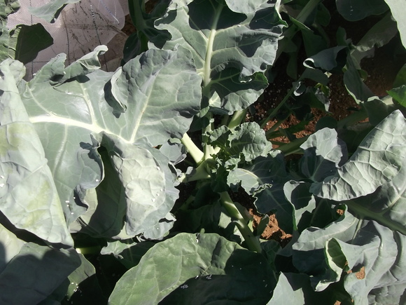 キャベツ苗植えて..._b0137932_2193998.jpg