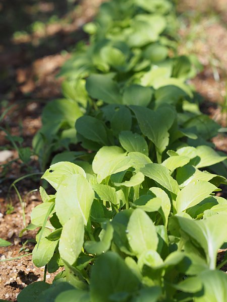 2014年10月4日　秋野菜が順調に育っています_b0341140_19475840.jpg