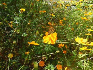 f0031546_19364762.gif