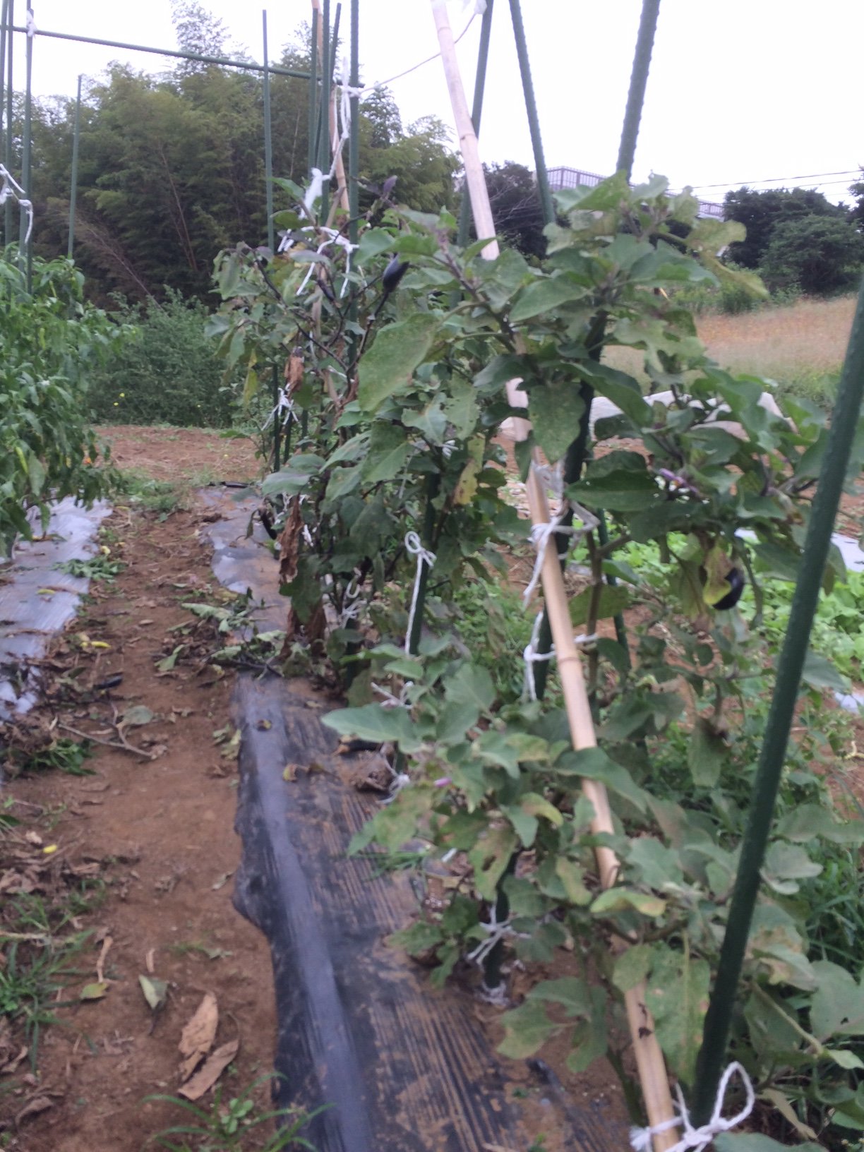 台風対策　背の高い野菜は切り戻し　出来るだけ収穫します_c0222448_15451600.jpg