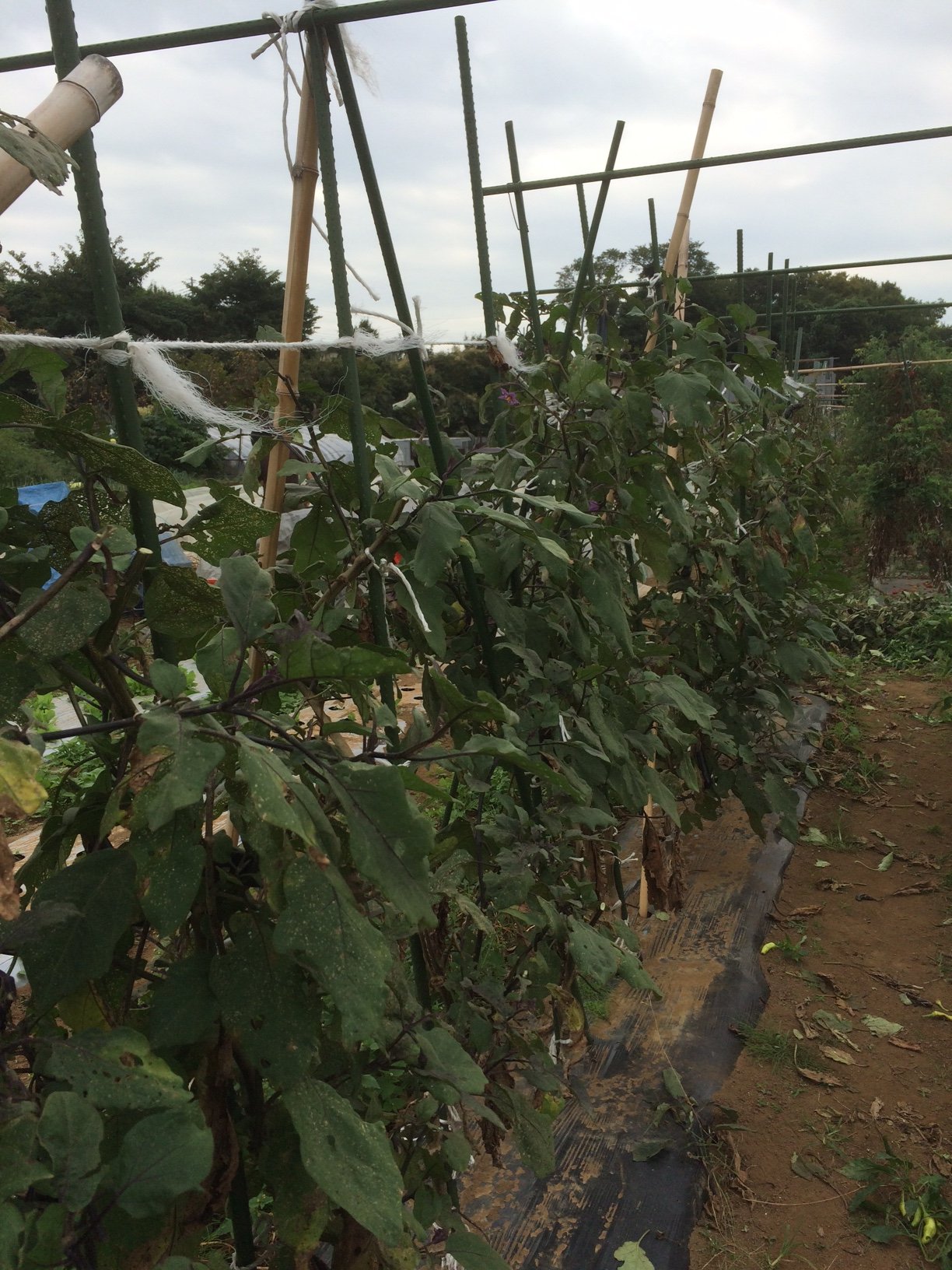 台風対策　背の高い野菜は切り戻し　出来るだけ収穫します_c0222448_15452702.jpg