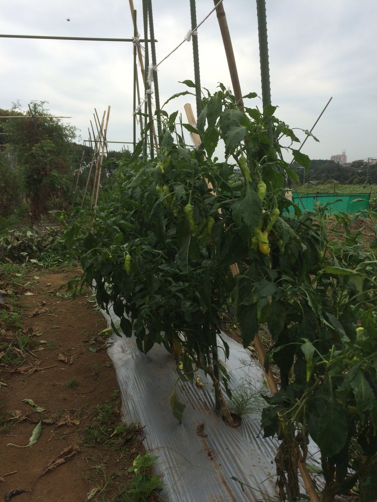 台風対策　背の高い野菜は切り戻し　出来るだけ収穫します_c0222448_15454414.jpg