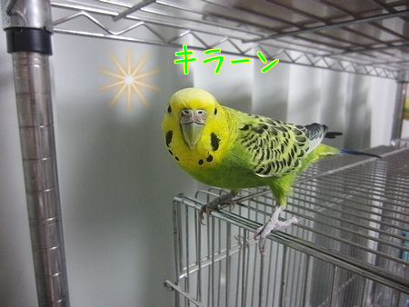 f0196665_214843.png