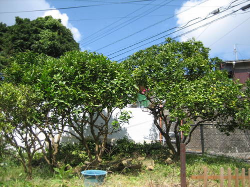 a0302378_24879.jpg