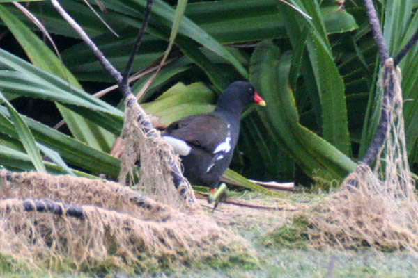 ２０１４　５月に見た野鳥_b0084378_22313875.jpg