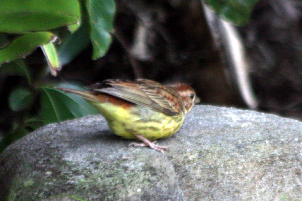 ２０１４　５月に見た野鳥_b0084378_2231625.jpg